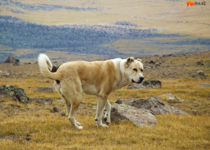 armenian gampr