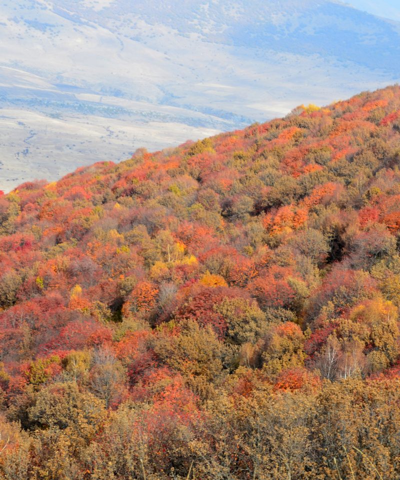 voshozhdenie-na-ara