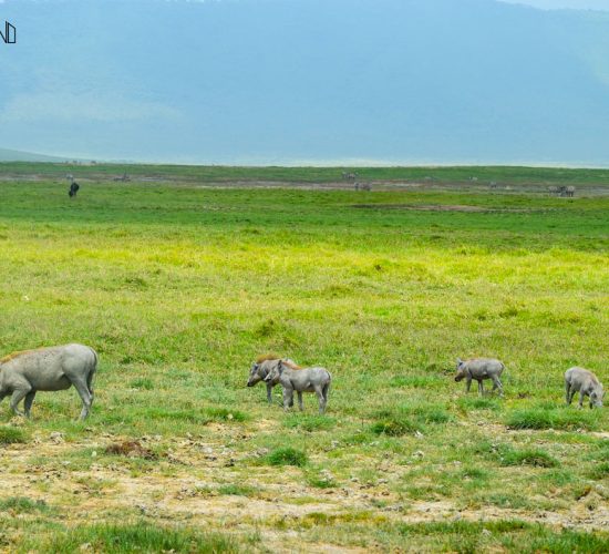 ru-kilimanjaro-trekking