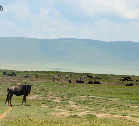 ru-kilimanjaro-trekking