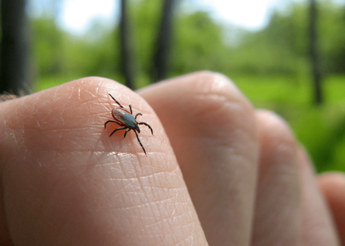am-ticks
