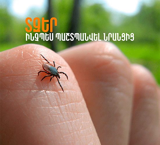 am-ticks