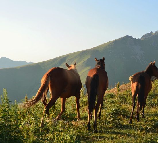 en-artsakh-horse