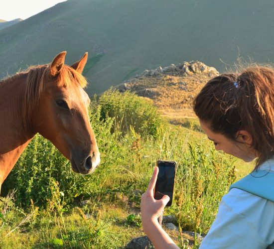 en-artsakh-horse